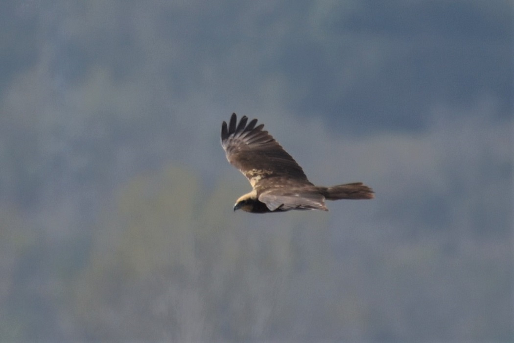 Eurasian Marsh-Harrier